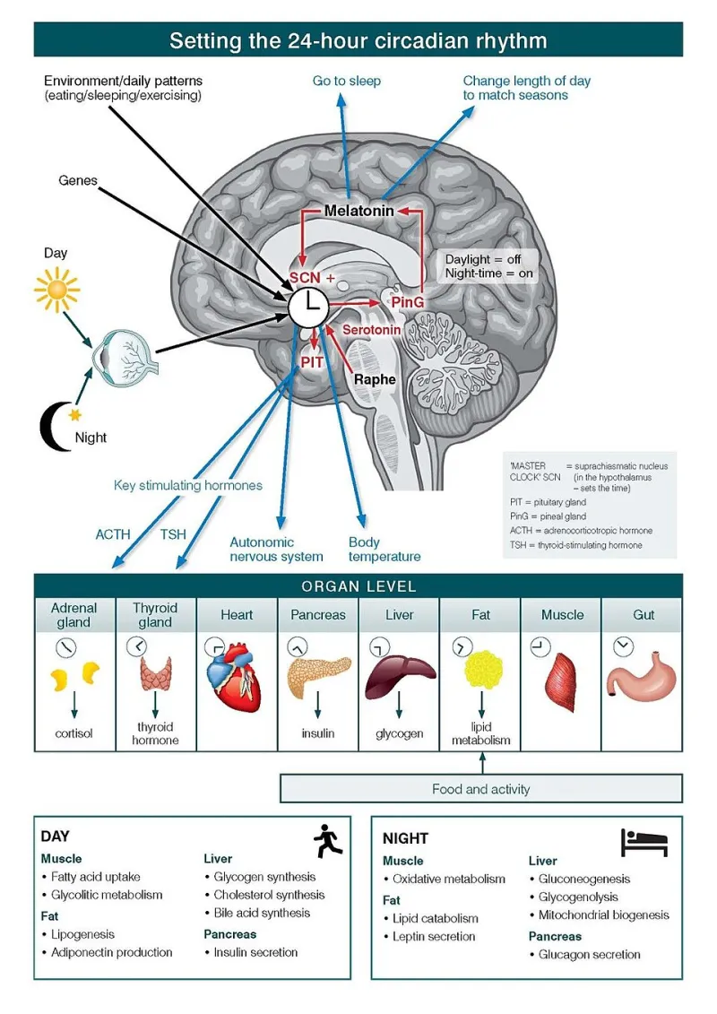 Clock In, Dose Right: Using Your Body's Natural Rhythms to Get More From CBD