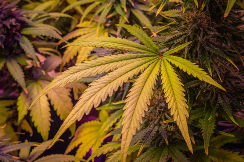 More Than the Sum of Its Parts: How Your CBD Works Harder When the Whole Plant Shows Up